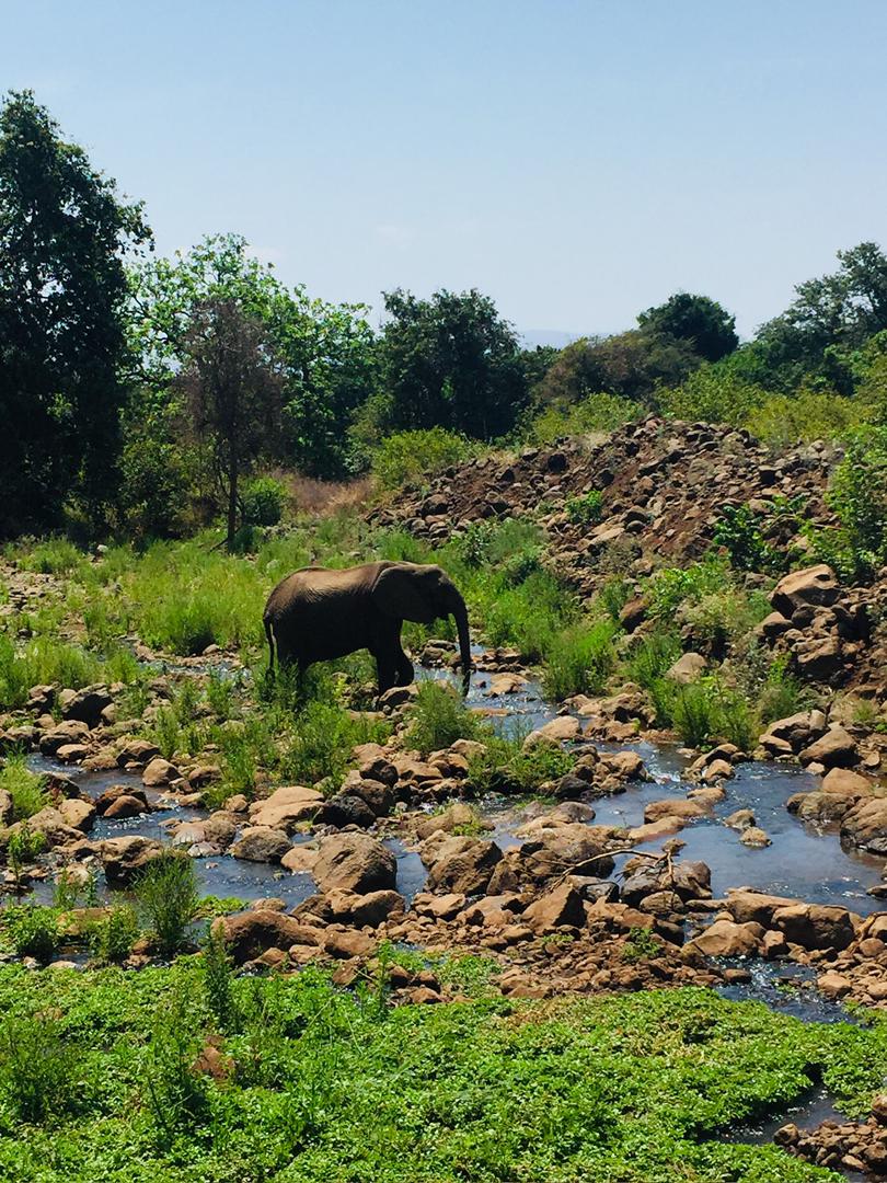 Tarangire