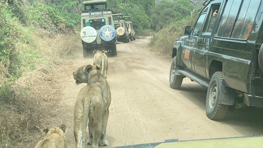 Safari photo