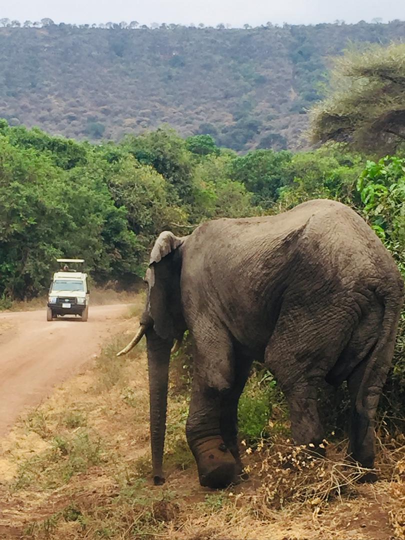 Safari photo