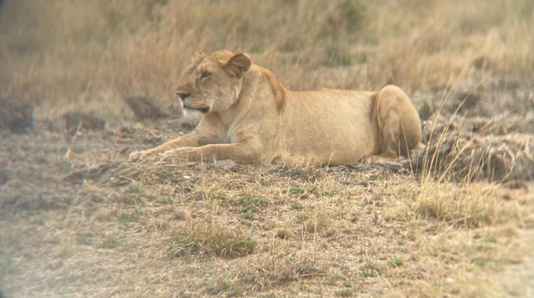 Serengeti