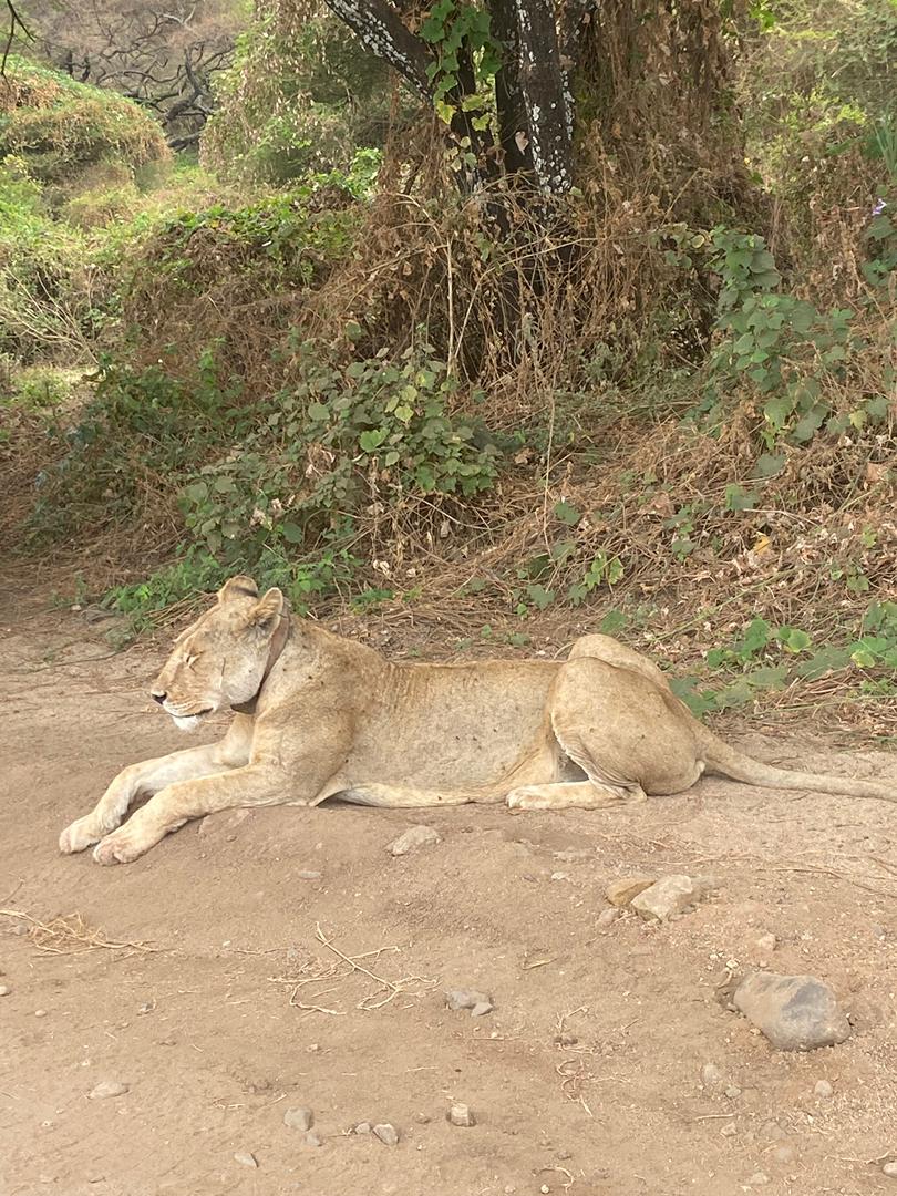 Safari photo