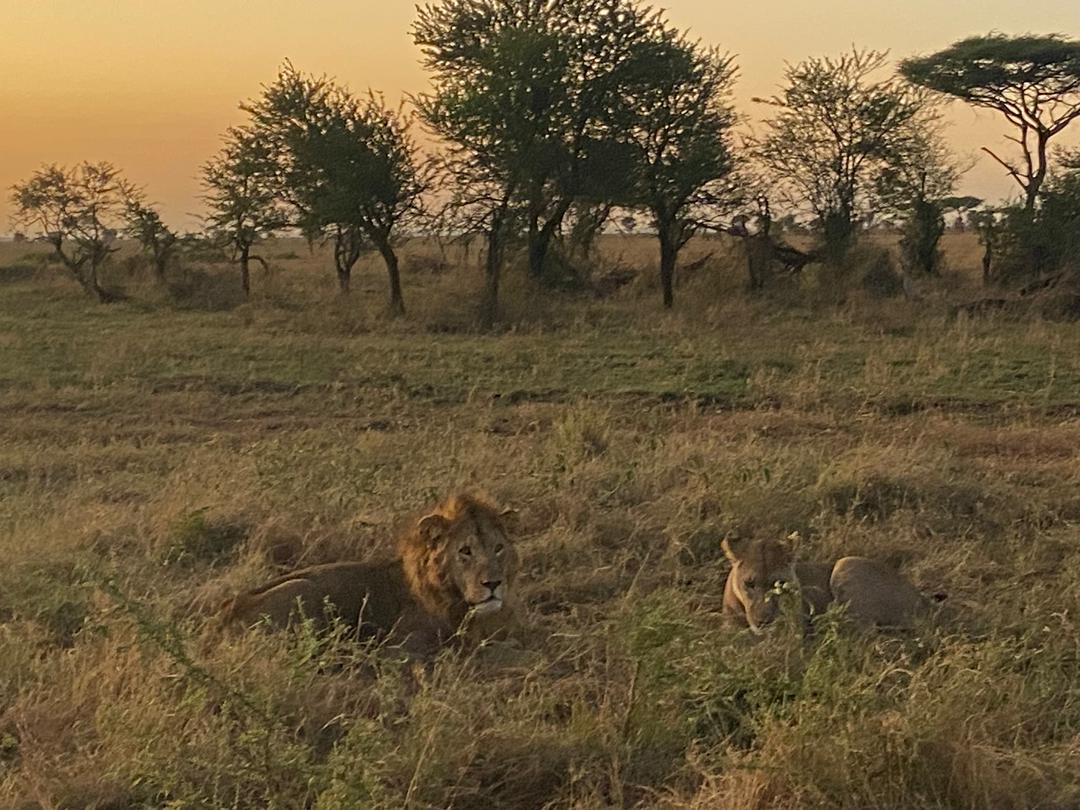 Safari photo
