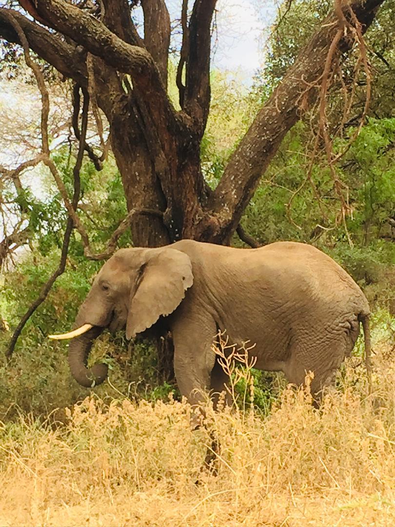Safari photo