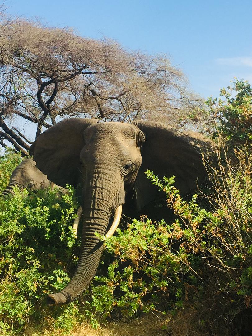Serengeti