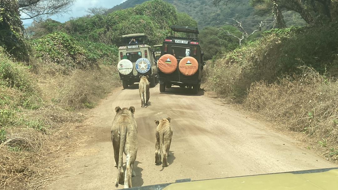 Safari photo