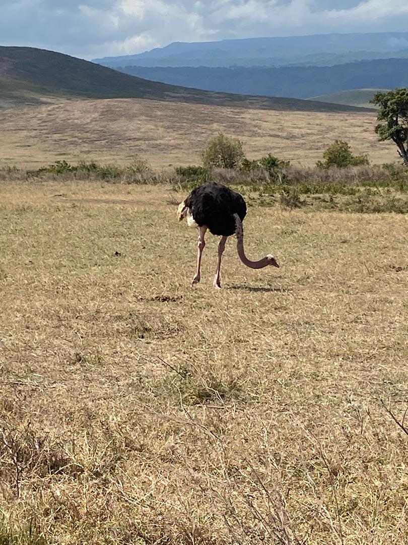Safari photo