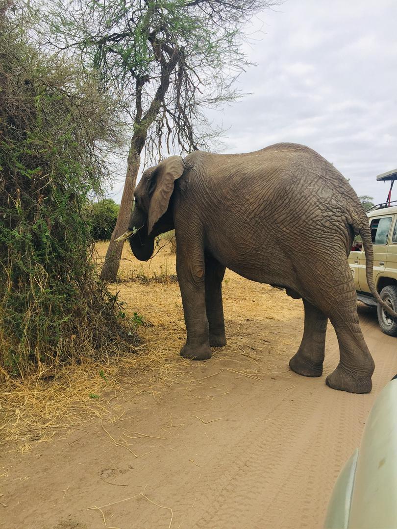Safari photo