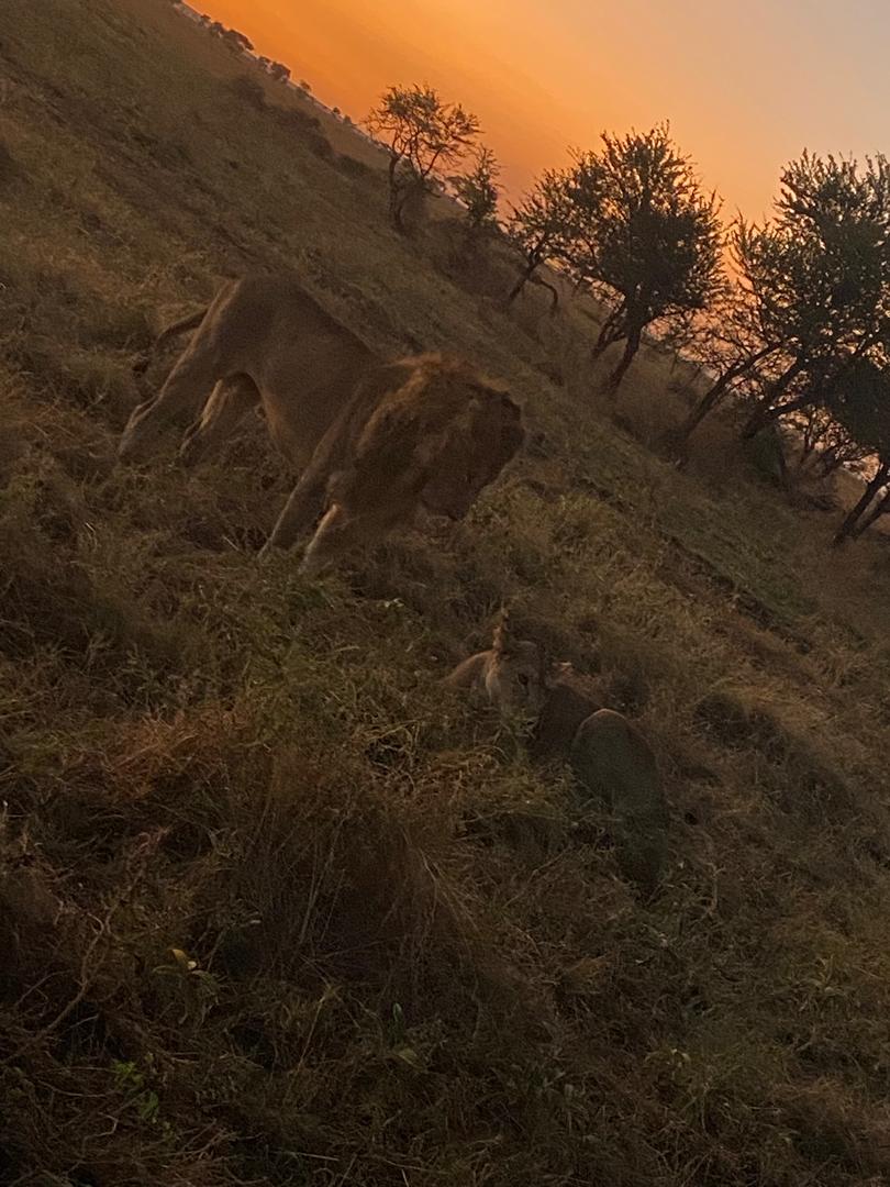 Safari photo