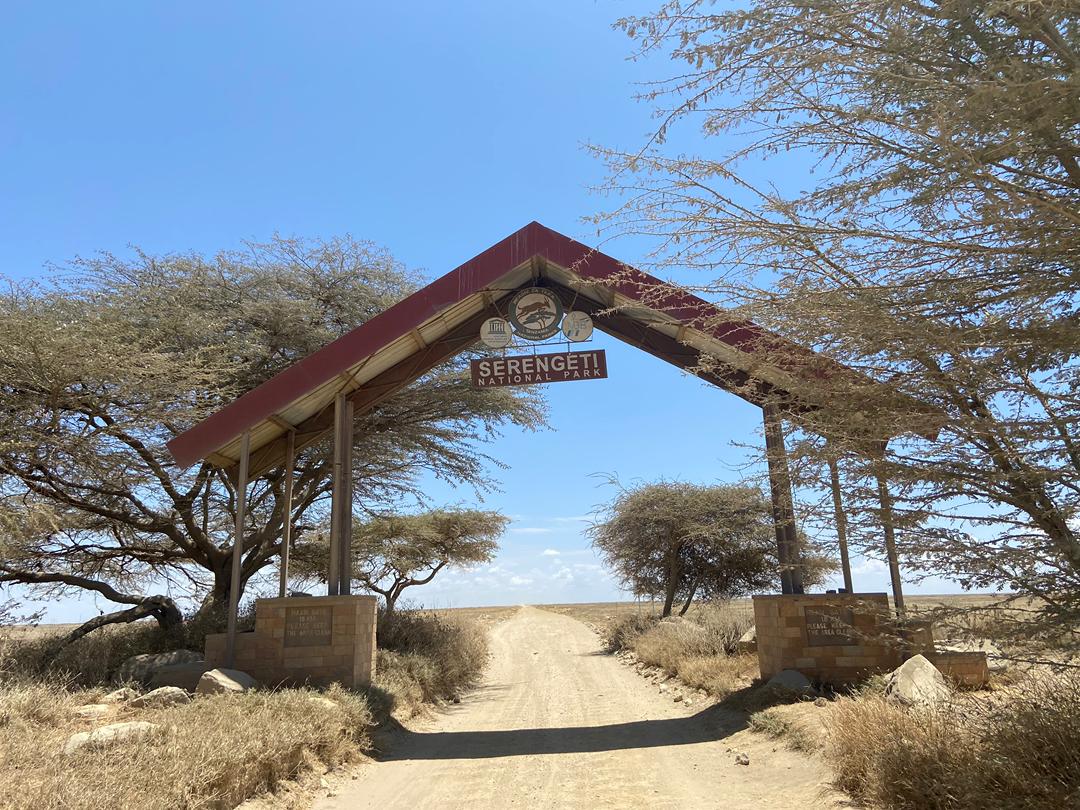 Safari photo