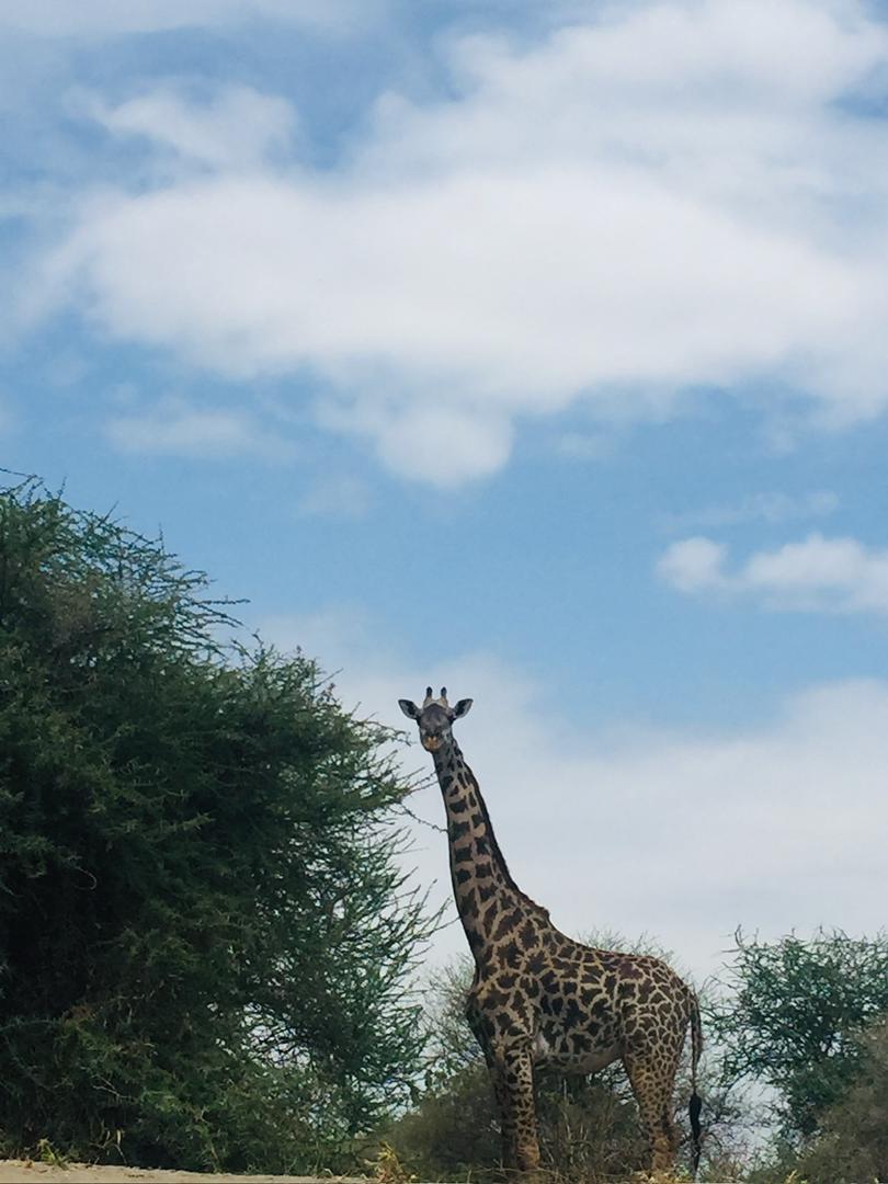 Safari photo