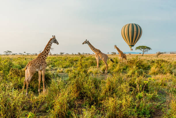 4 DAYS 3 NIGHTS- BUDGET CAMPING SAFARIS TO SERENGETI NATIONAL PARK & NGORONGORO CRATER.