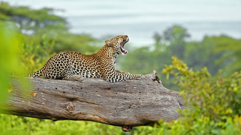 Ngorongoro Crater