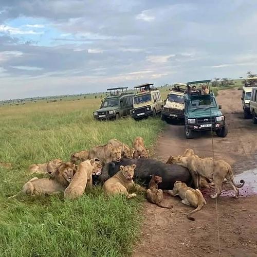 Serengeti