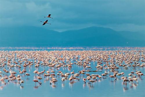 Manyara