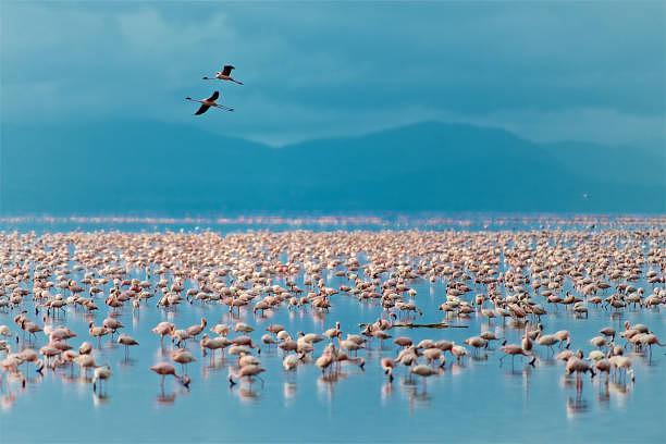 Manyara