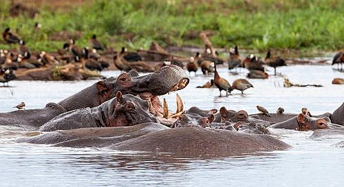 Serengeti