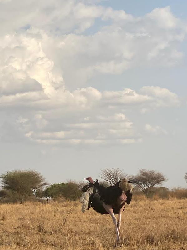 Serengeti