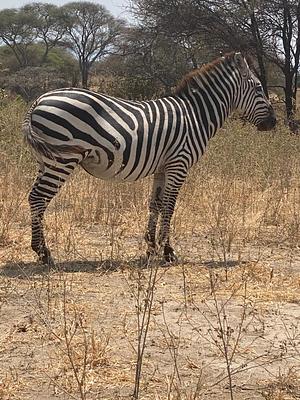 Ngorongoro Conservation Area Authority