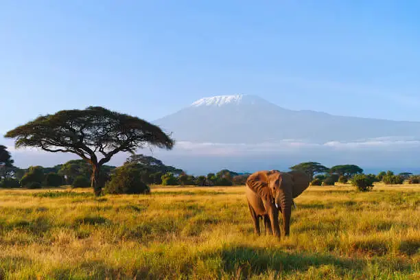 6 DAYS 5 NIGHTS MOUNT KILIMANJARO CLIMBING THROUGH UMBWE ROUTE.