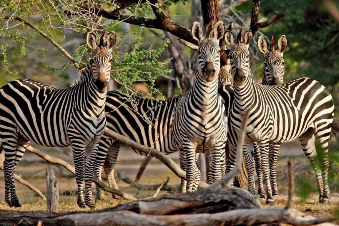 5-Day-Tanzania-camping-Safari-to-Tarangire,-Serengeti,-Ngorongoro-and-Lake-Manyara_1682427032