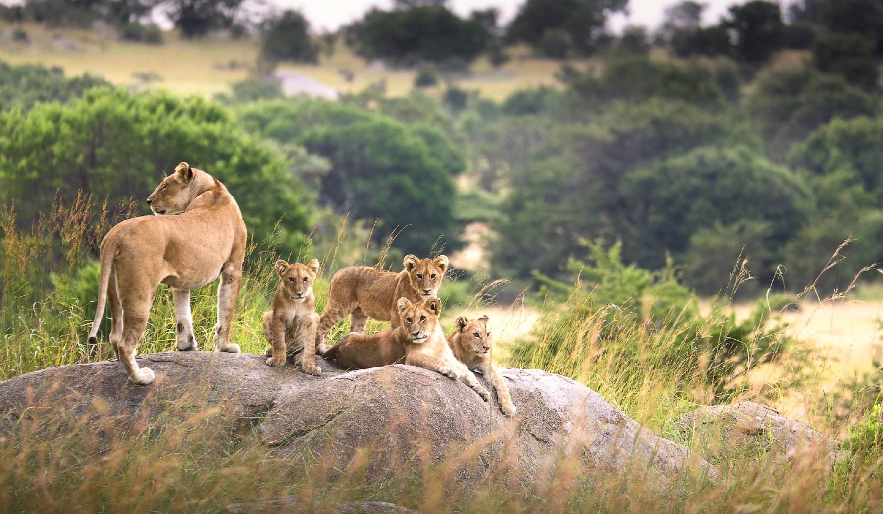 bta-photo-serengeti