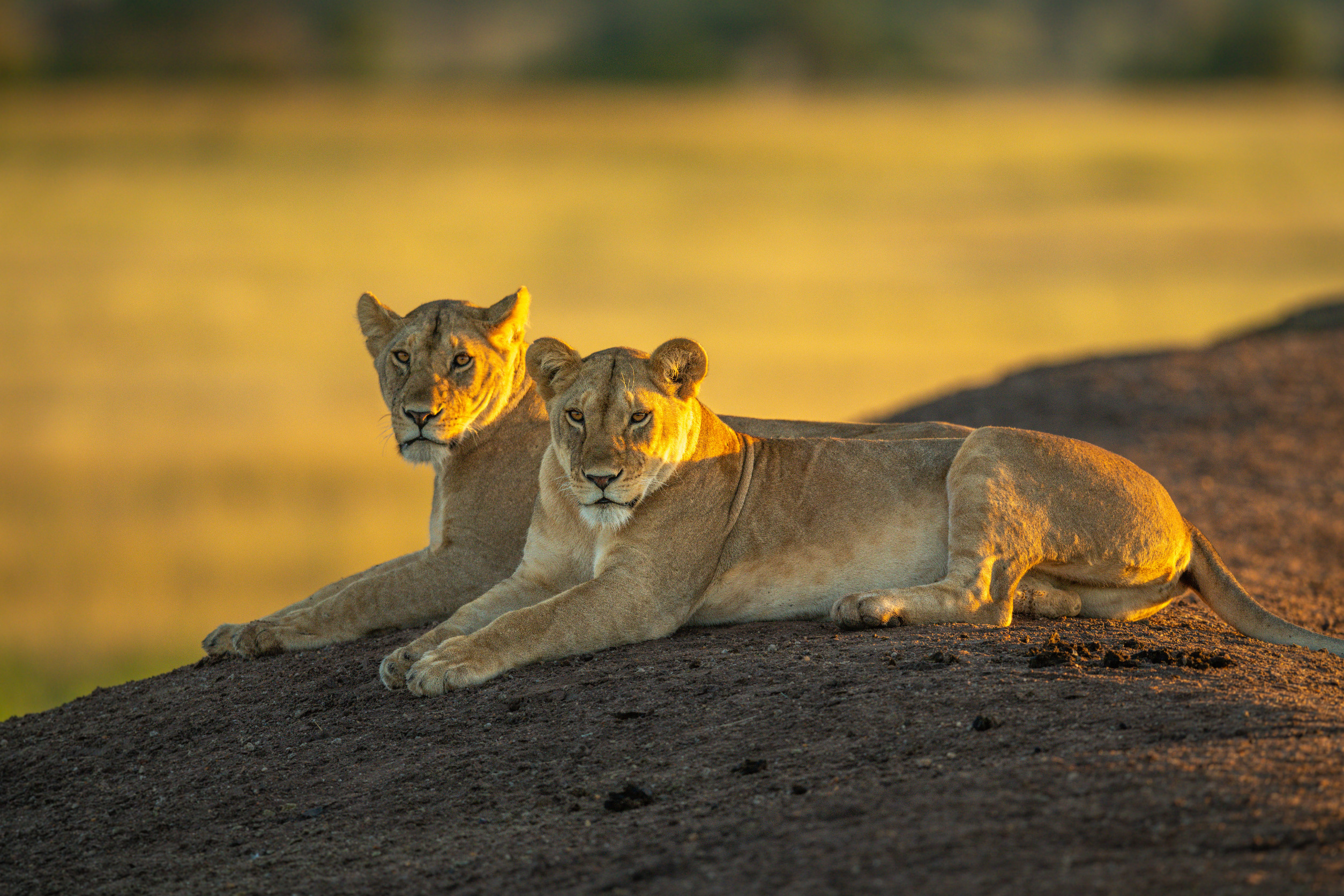 tanzania-safari-adventure